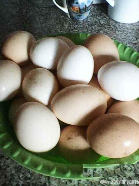 Купить брянских кур. Домашние куриные яйца объявления. Яйцо куриное фермерское. Яйца домашние фото куриные. Юла для куриных яиц.